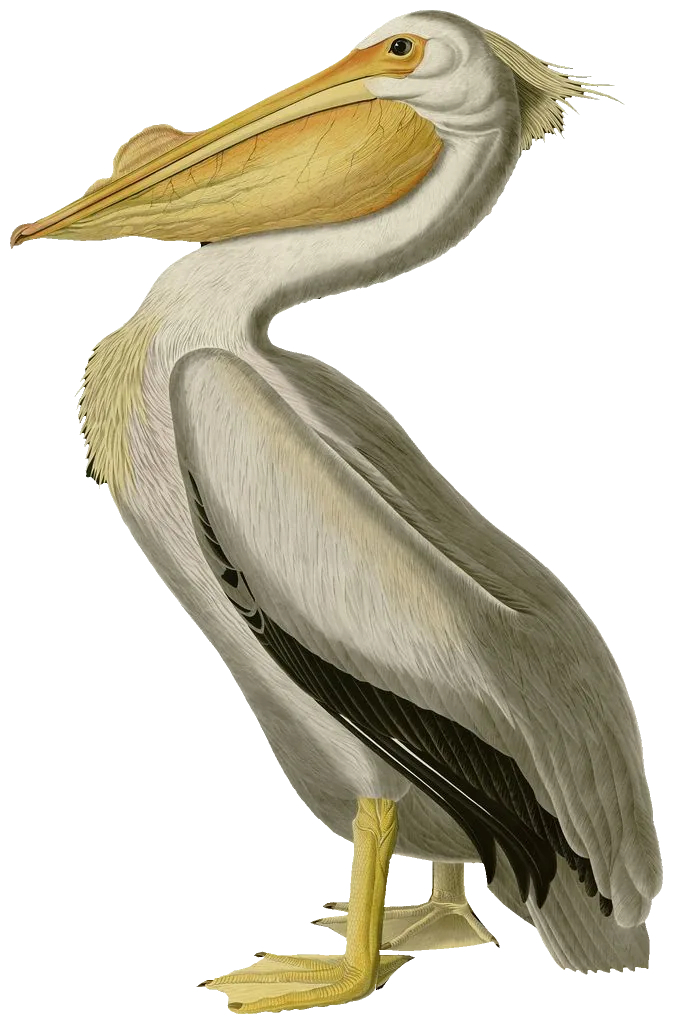 Audubon's American White Pelican, its dots joined and its picture come in.