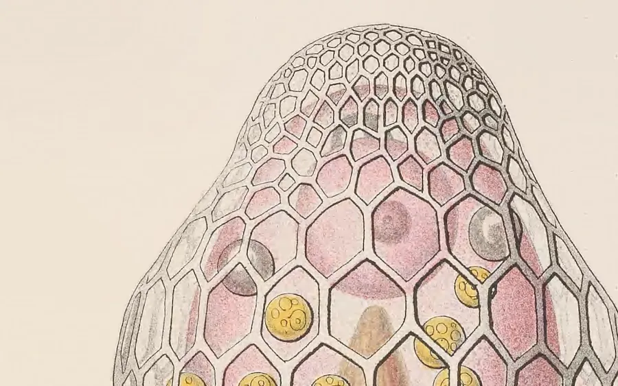 Radiolarians from the Challenger Report, drawn by Ernst Haeckel.